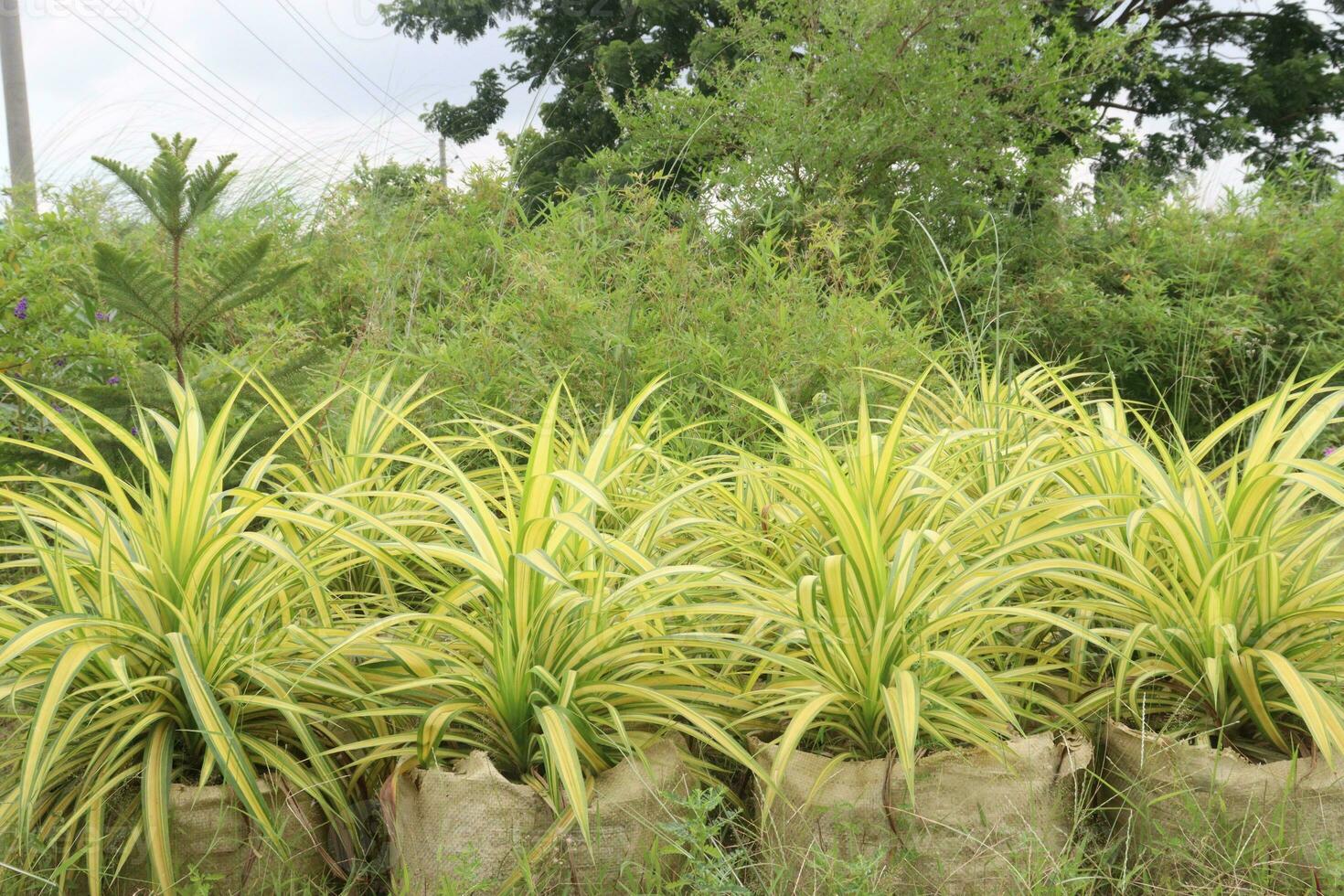 pandanus veitchii arbre plante sur pendaison pot dans ferme photo