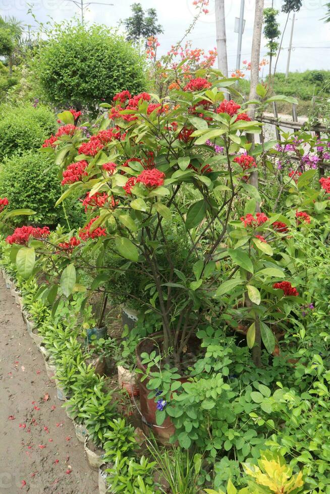 ixora coccinea fleur plante sur ferme photo