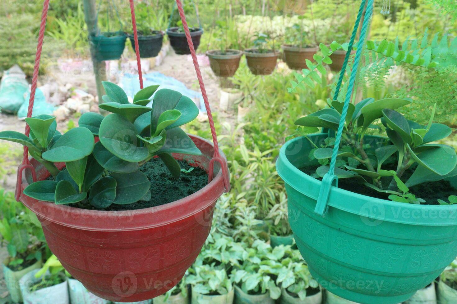 peperomia obtusifolia ou plante en caoutchouc pour bébé dans un pot de  fleurs sur une étagère. plantes vertes pour la décoration intérieure.  14261480 Photo de stock chez Vecteezy