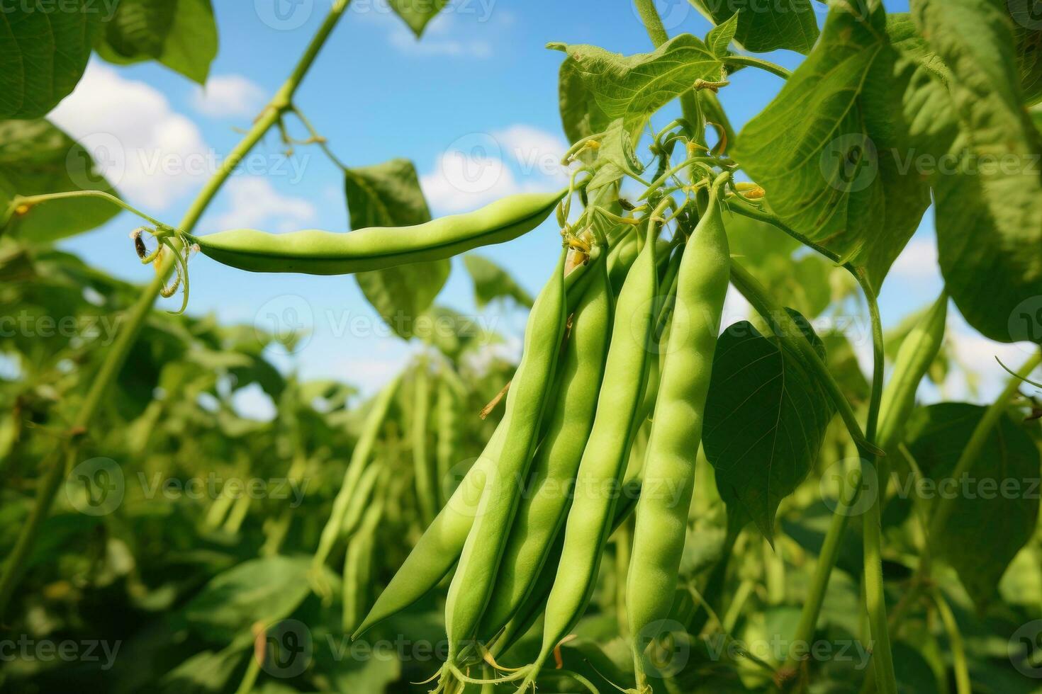 vert des haricots croissance dans une jardin dans été. photo