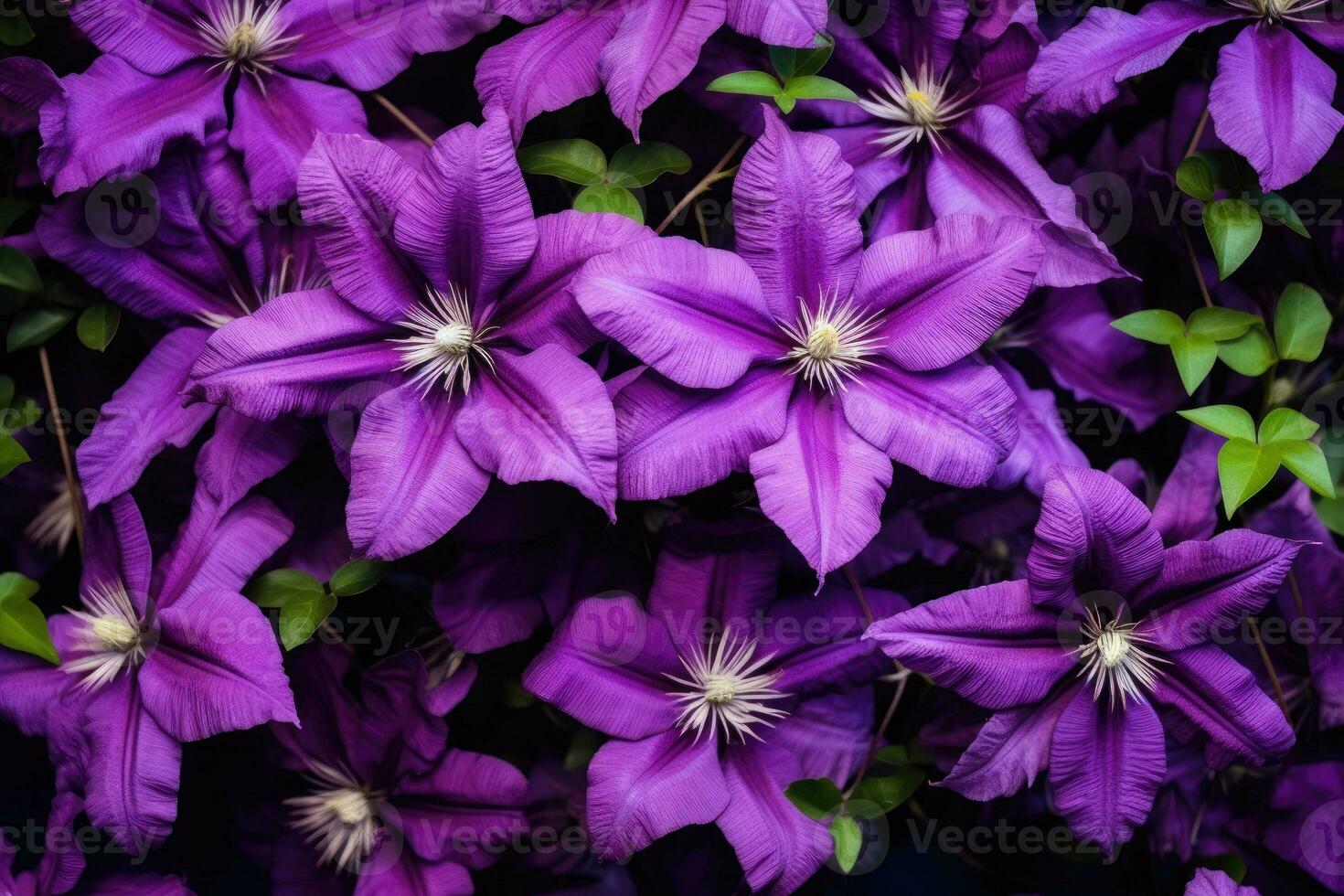 épanouissement clématite dans le jardin. photo