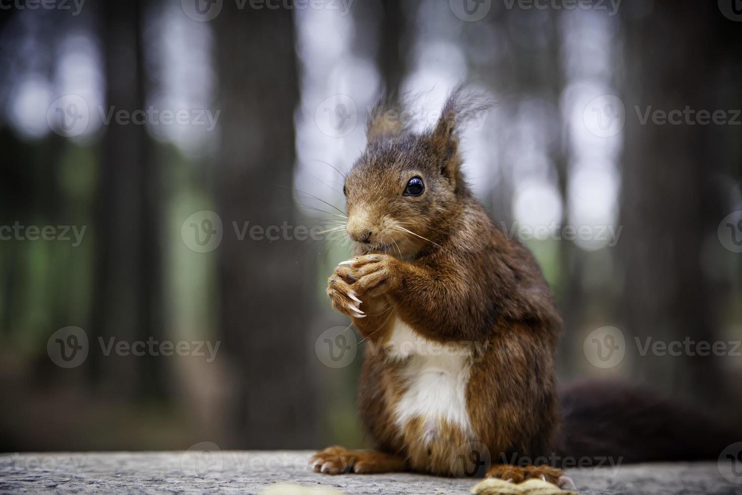 nourrir un écureuil photo