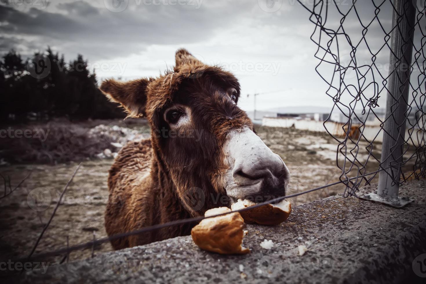 âne dans une ferme photo