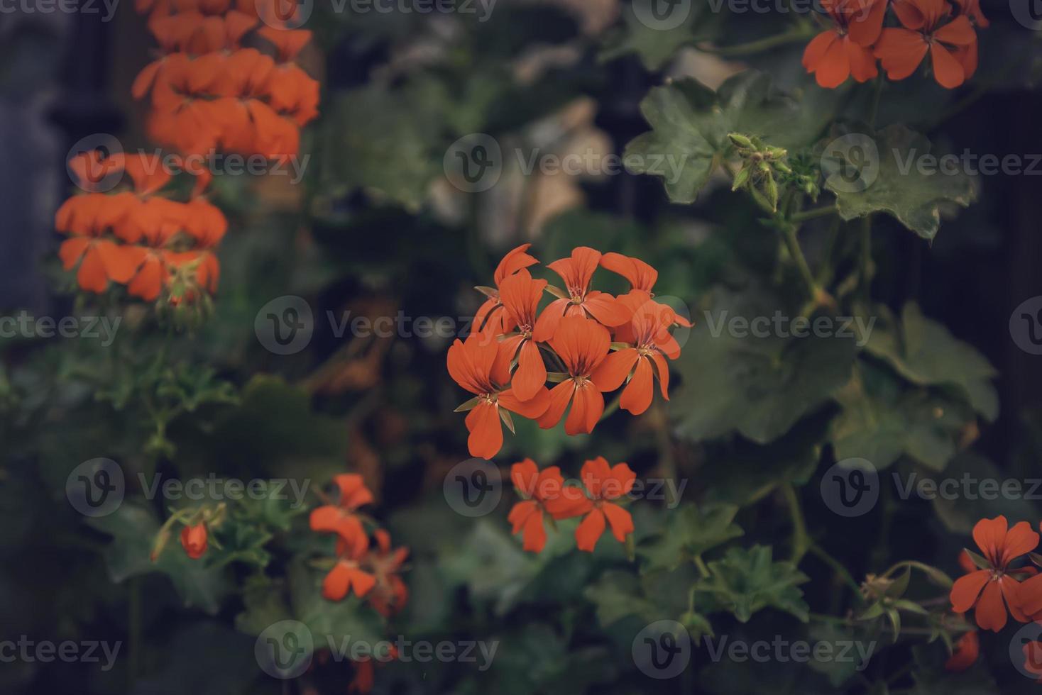 fleurs vintage colorées photo