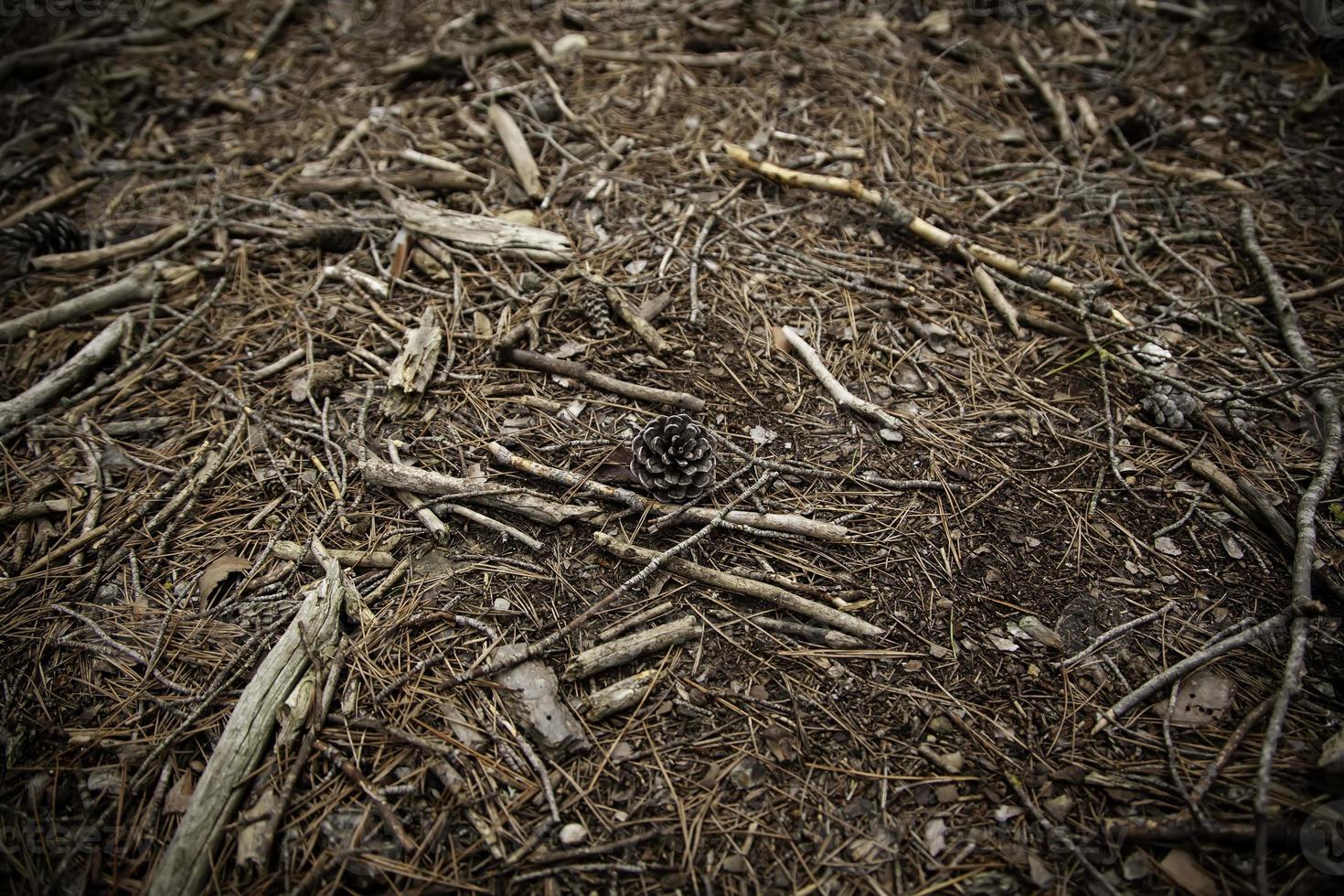 pomme de pin en forêt photo