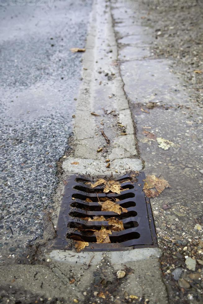 ponceau avec des feuilles photo