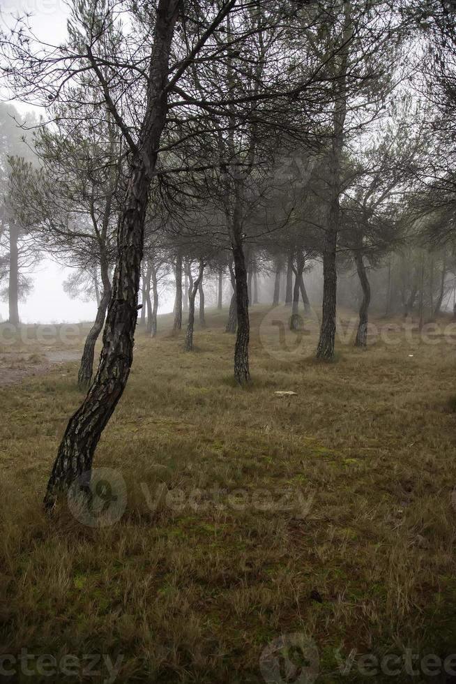 forêt sombre dans la brume photo