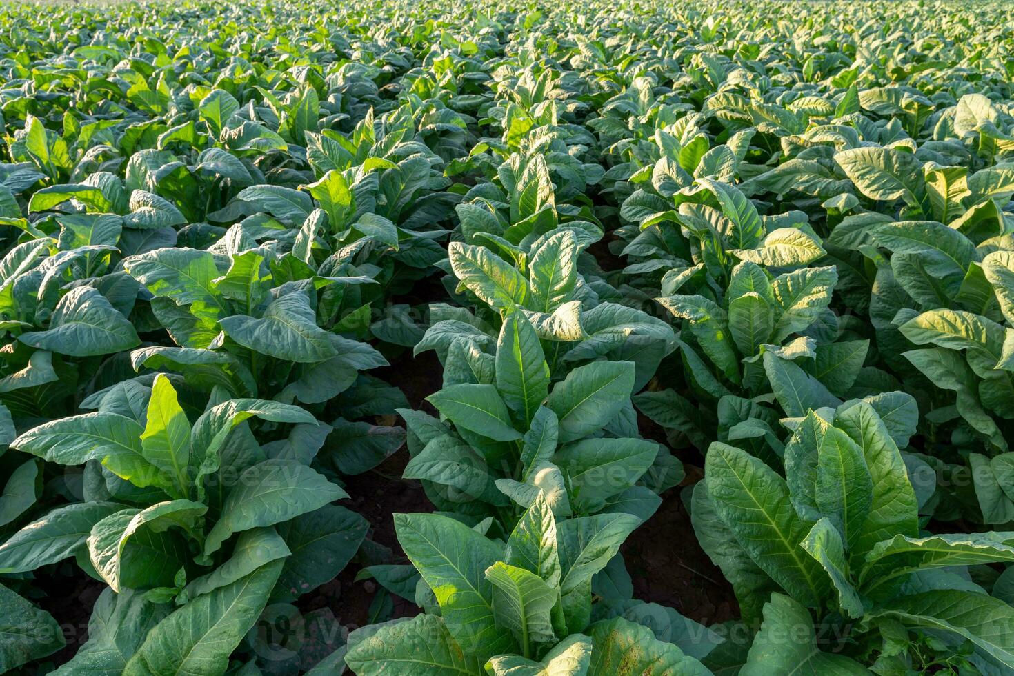 vue de le tabac gros feuille cultures croissance dans le tabac plantation champ. le tabac industrie pour agriculture et exporter. photo