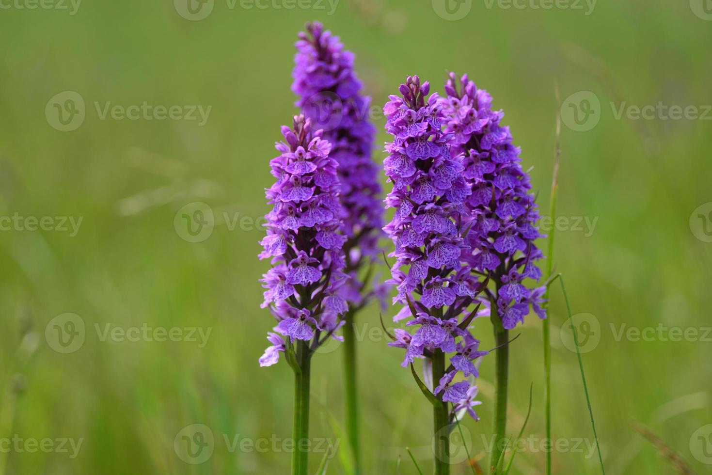 Southern Marsh Orchid Jersey Royaume-Uni groupe de fleurs sauvages des marais de printemps photo