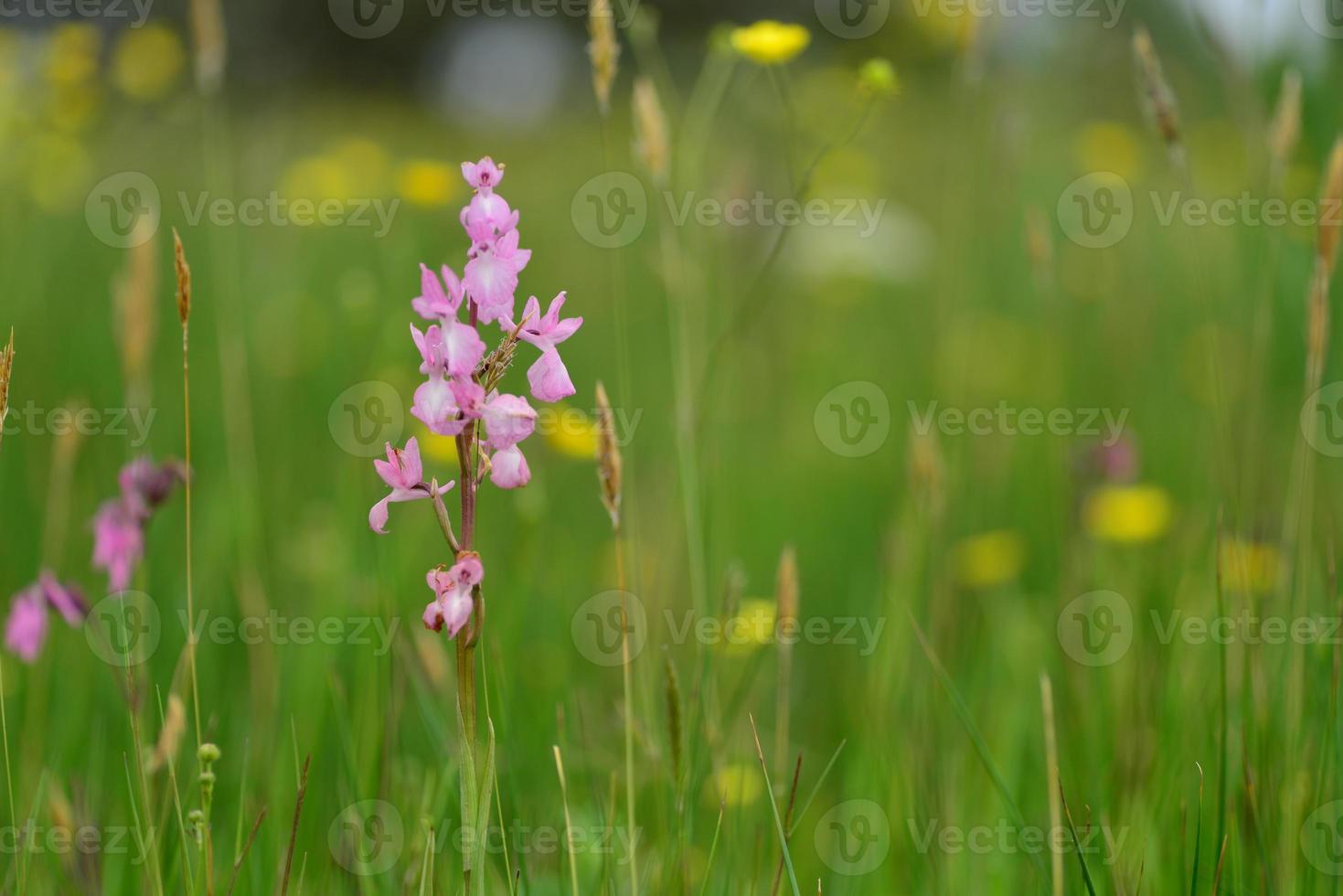 jersey orhcid uk printemps hybride fleurs sauvages. photo