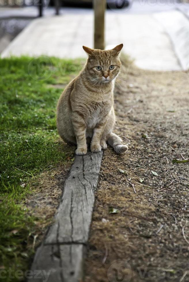 chat errant dans la ville photo