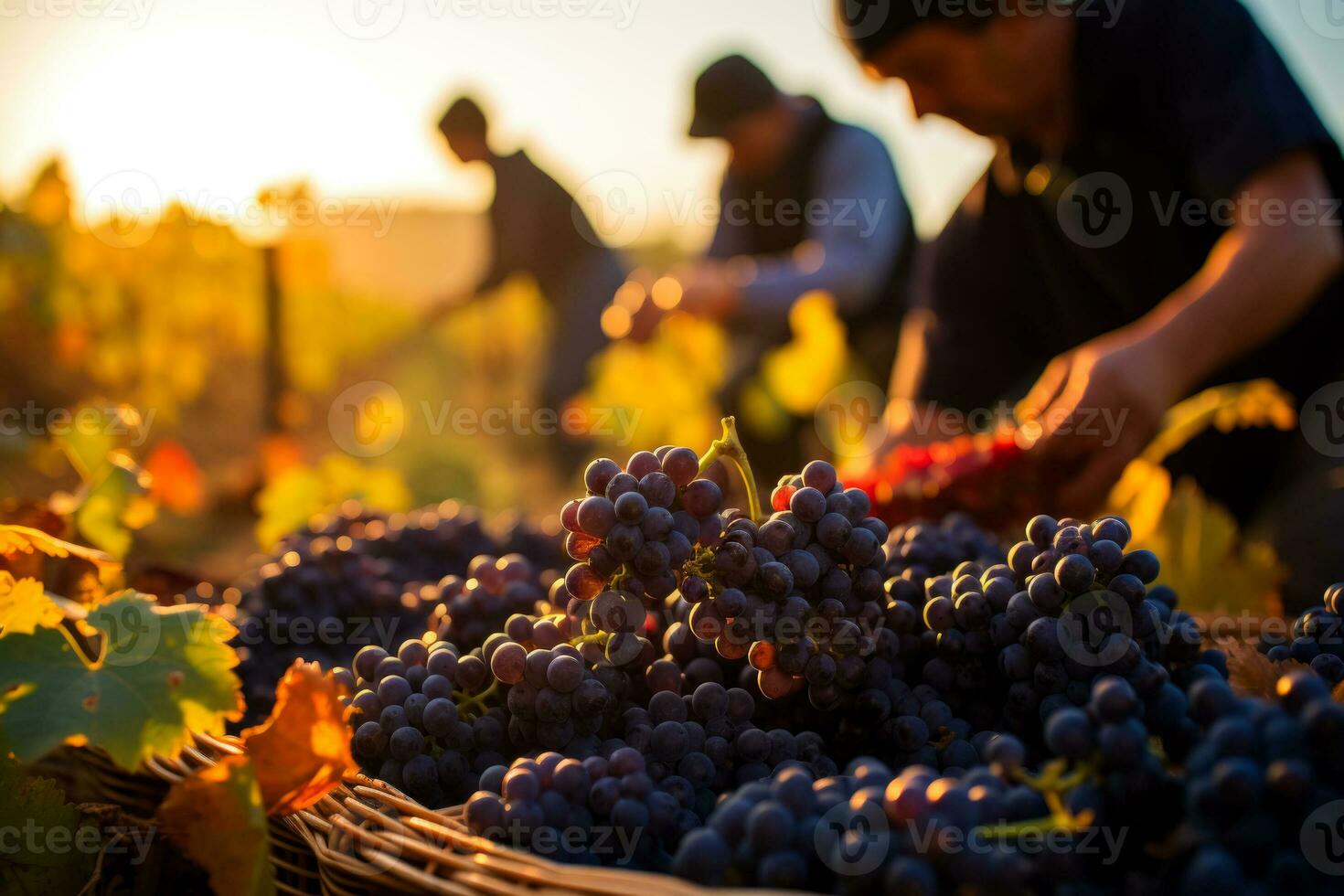 vignoble ouvriers soigneusement choisir à la main mûr les raisins en dessous de le d'or novembre lumière du soleil une crucial étape dans artisanat exquis vins photo