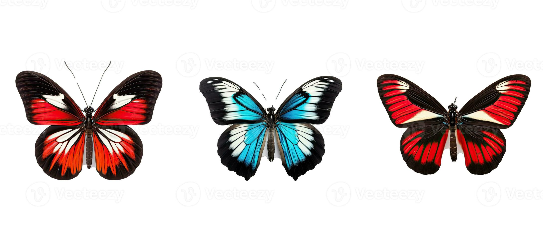 papillon sapho longwing animal photo