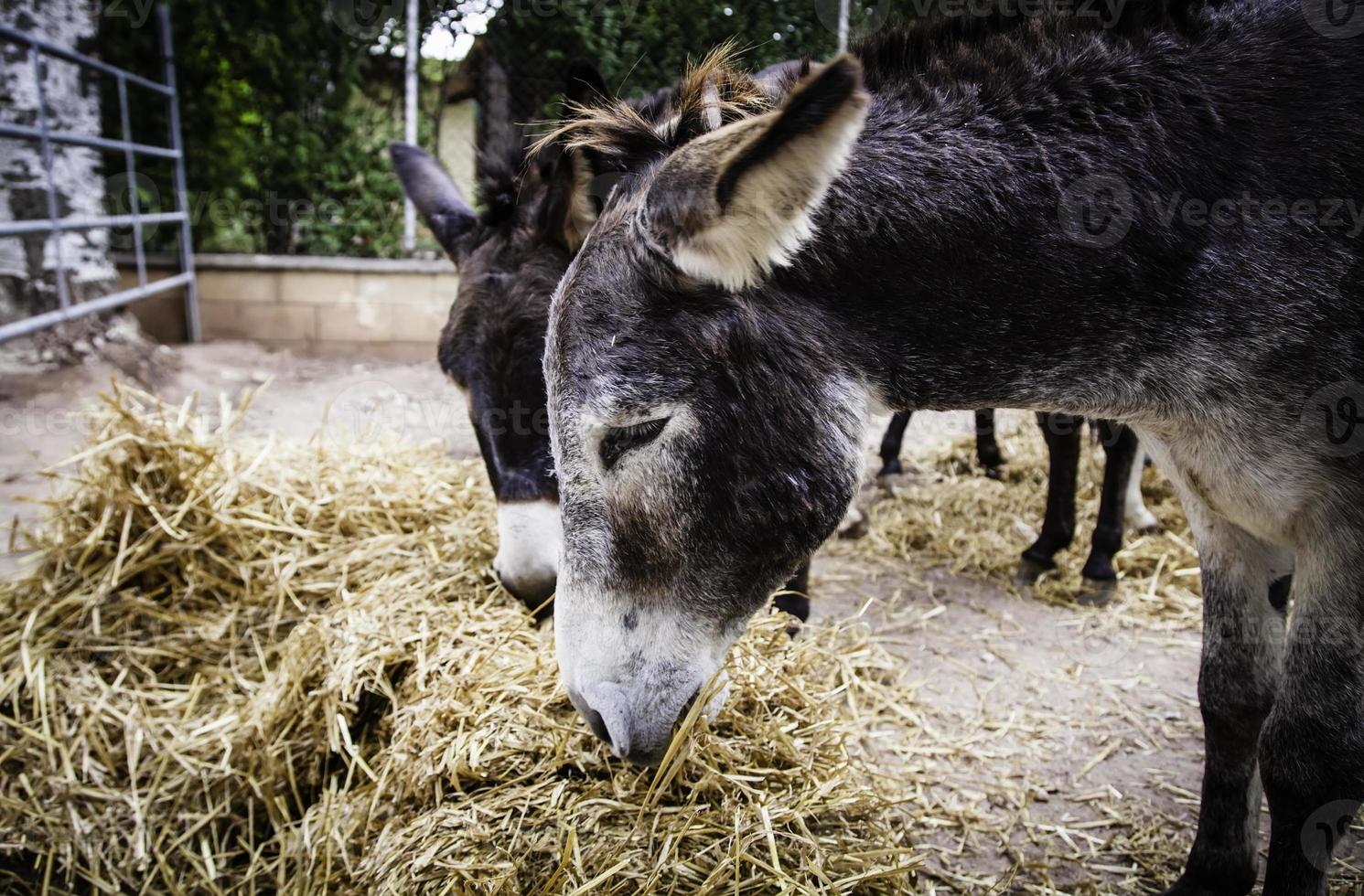 ânes mangeant dans la nature photo