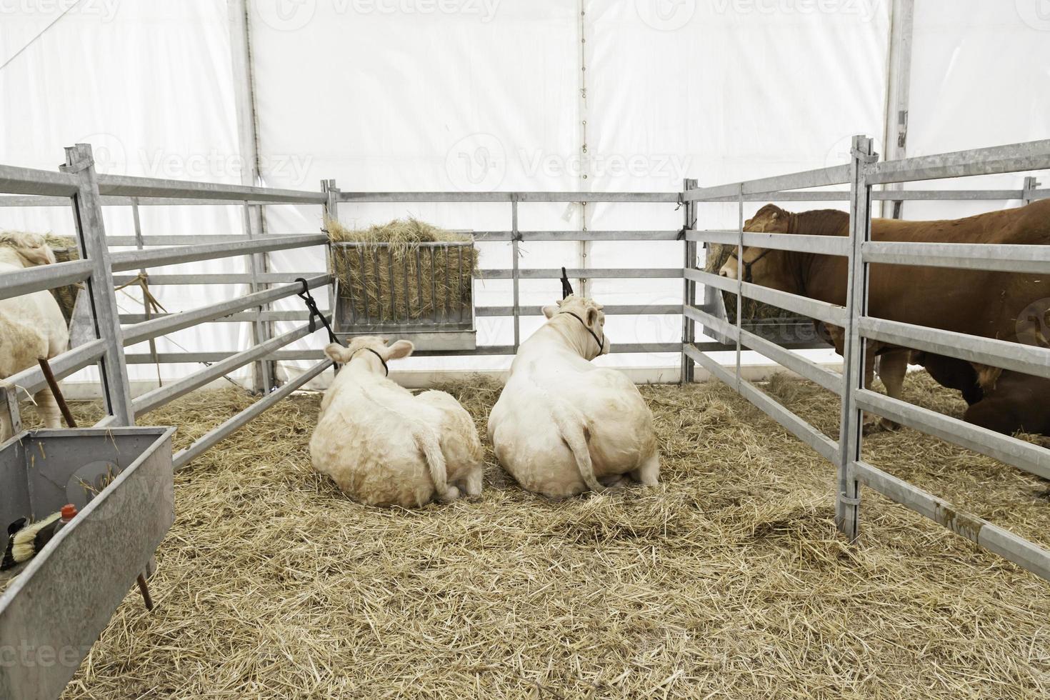 vaches dans l'étable au repos photo