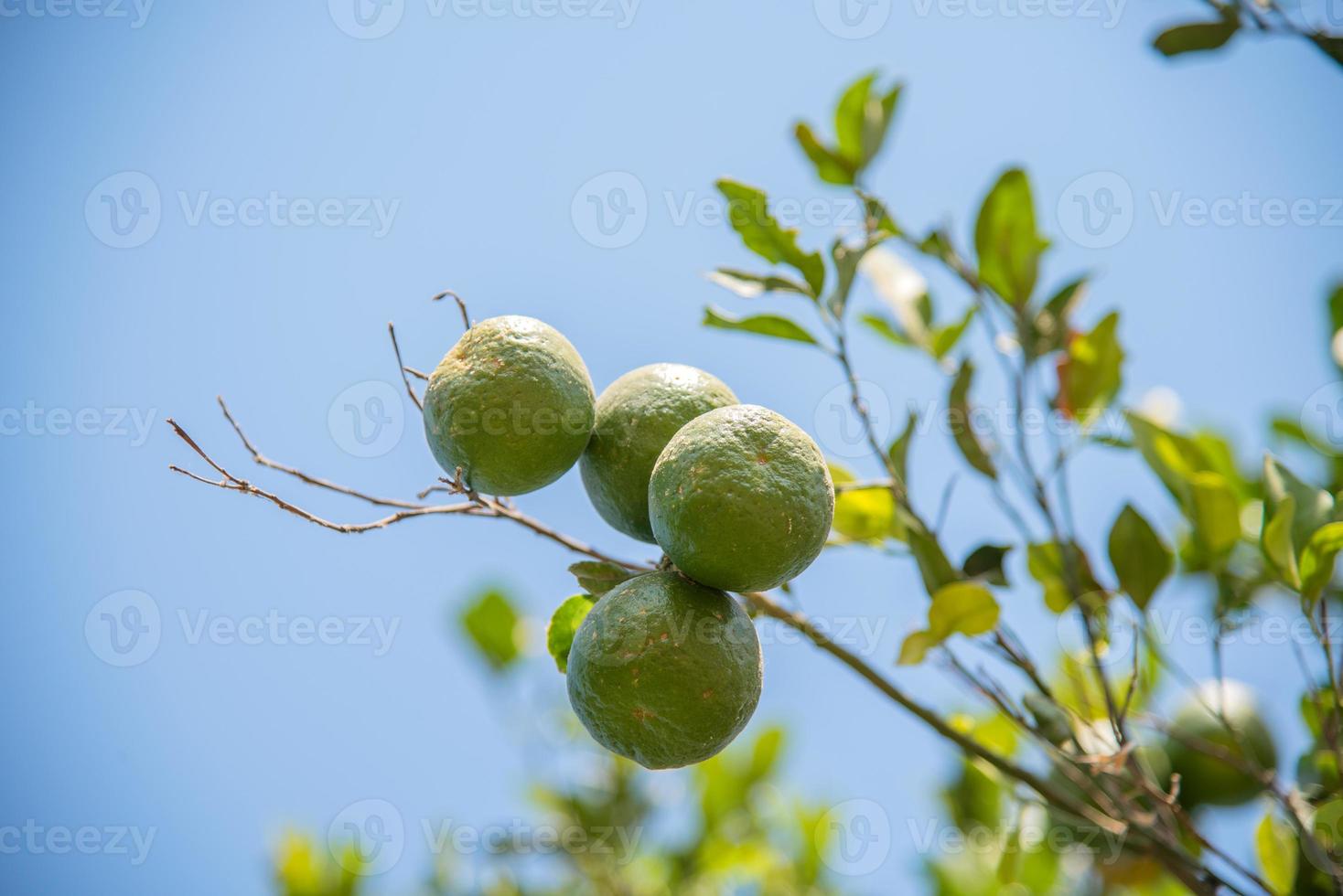 orangers dans le jardin. gros plan d'une orange accrochée à un arbre dans une ferme orange. photo