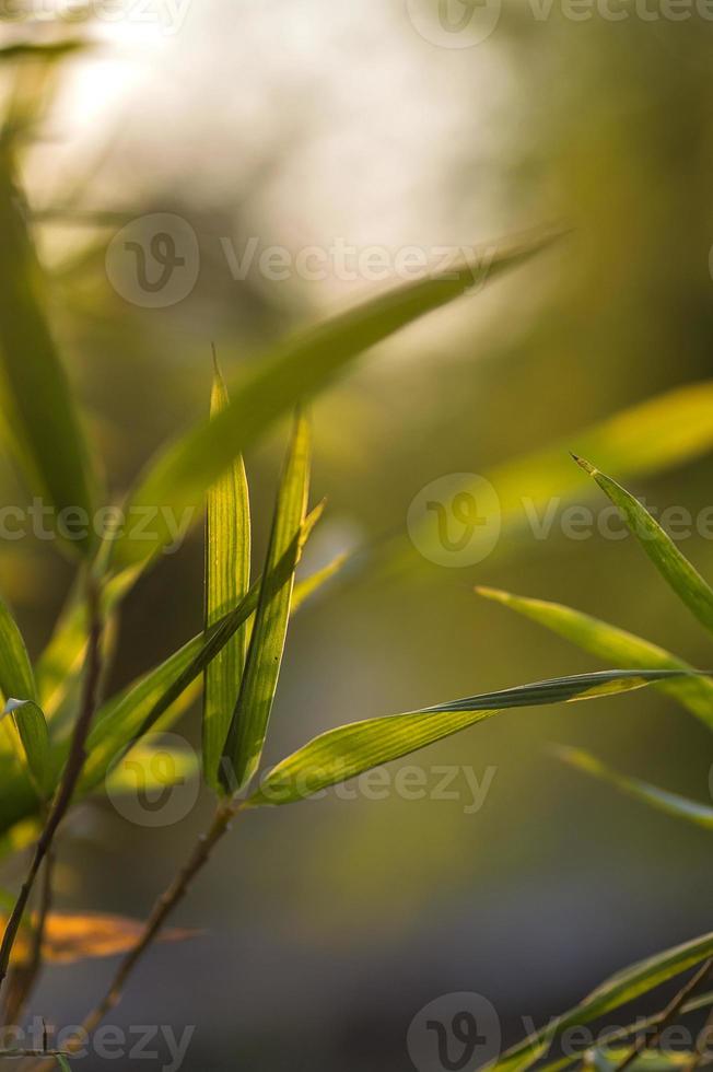 fond de feuilles de bambou photo