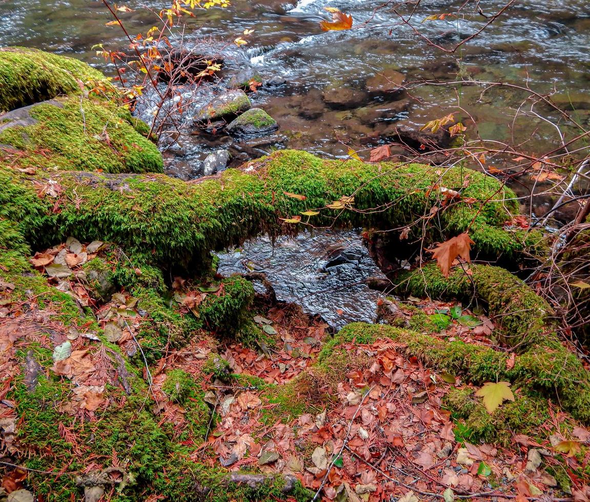 Riverbank racines une scène d'automne en novembre le long de la rivière santiam nord au camping Chuchotement Falls près d'idanha ou photo
