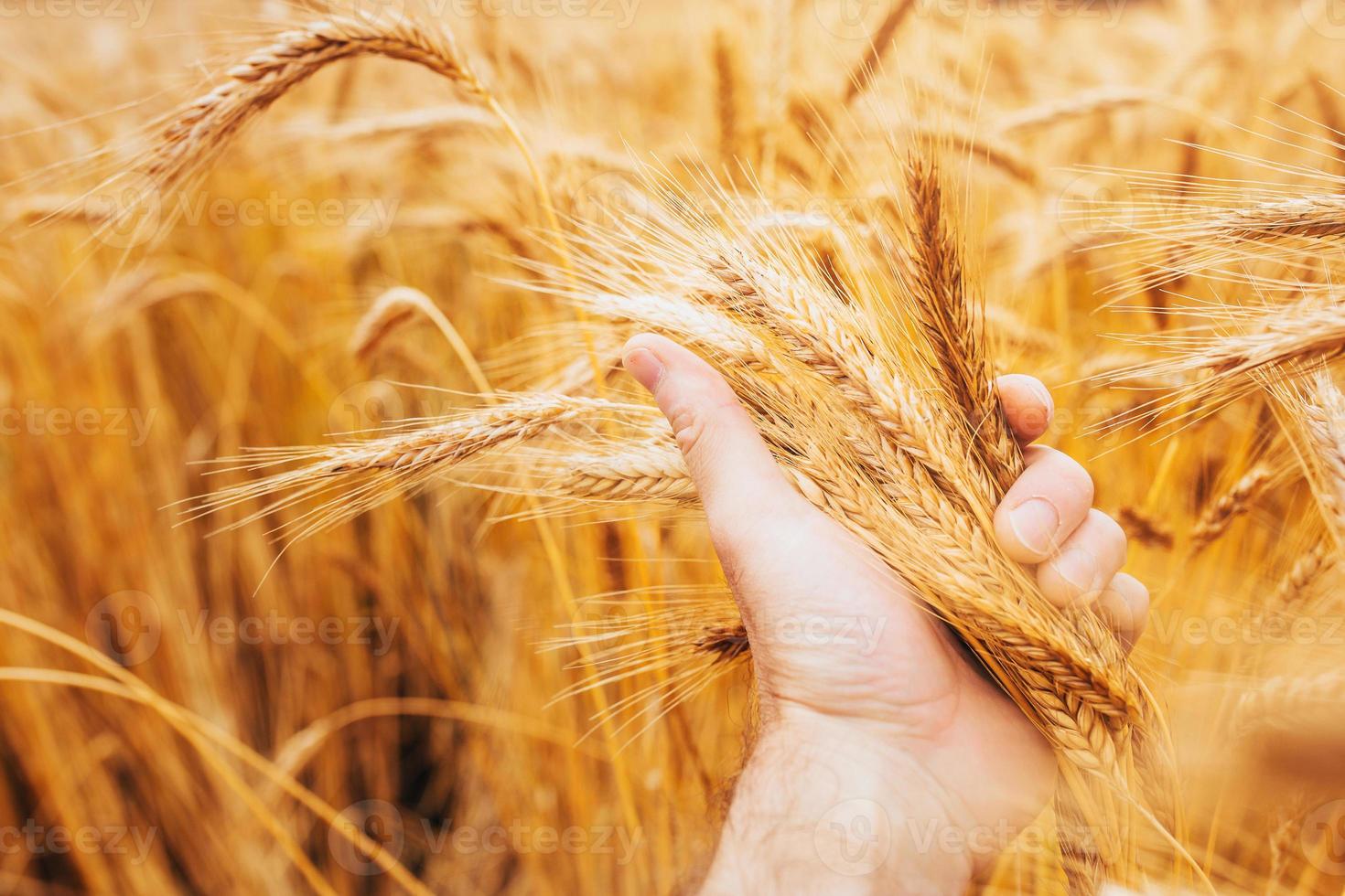 belle couleur jaune de grain mûr et d'oreilles sèches dans la main attentionnée de l'agriculteur - une riche récolte de céréales photo