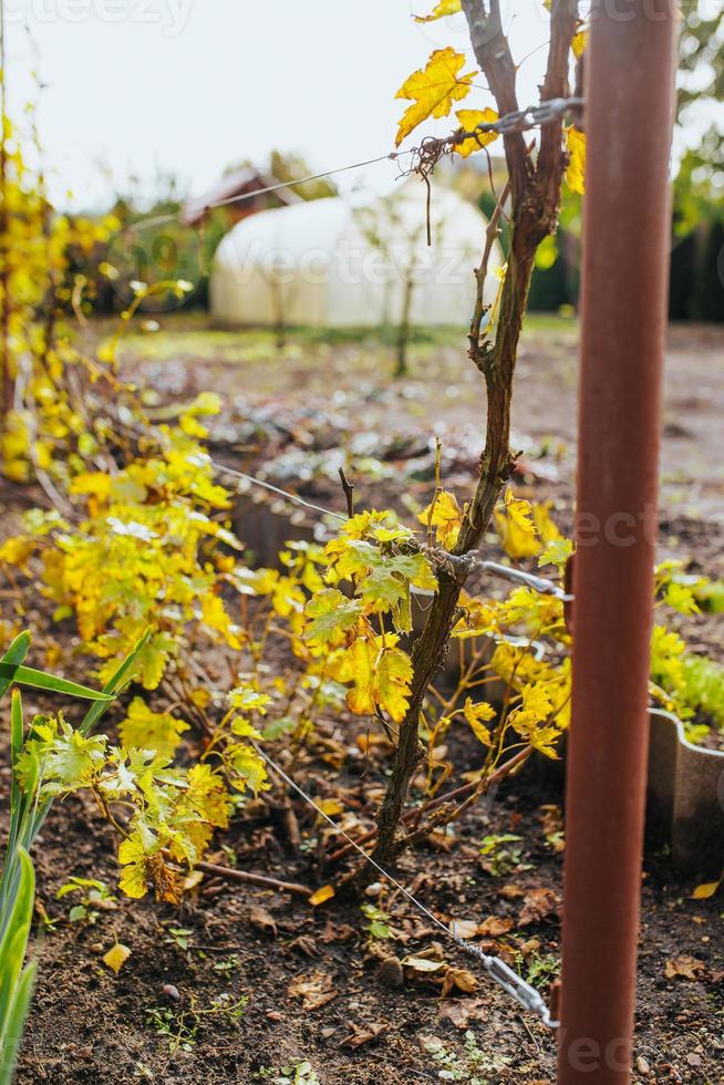 potager d'arrière-cour - baies et légumes dans les lits - agriculteur amateur photo