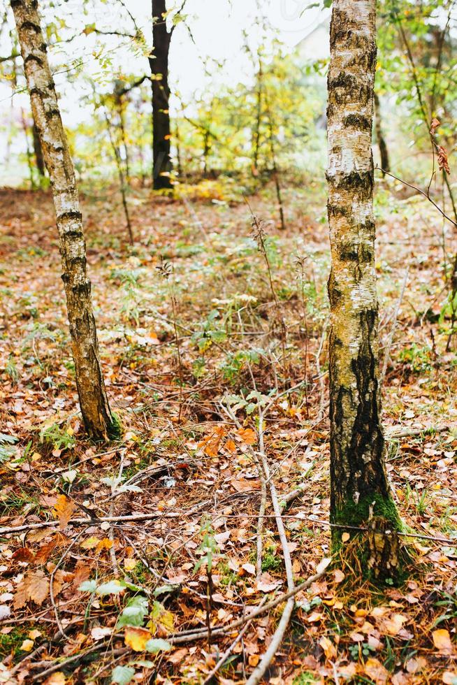 forêt de feuillus avec des arbres à croissance clairsemée - jeunes chênes et bouleaux photo