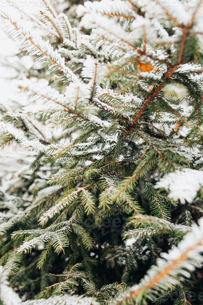 forêt de conifères sous la neige - blizzard en forêt d'hiver photo