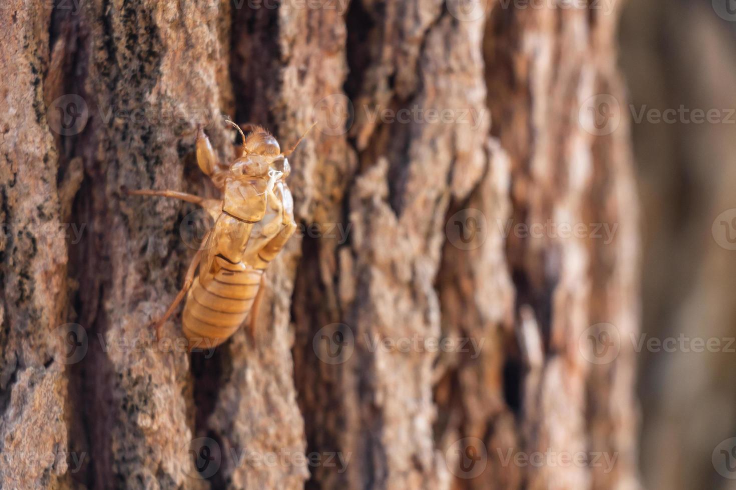 Mue d'insectes cigales mue sur pin au parc national de thung salaeng luang photo