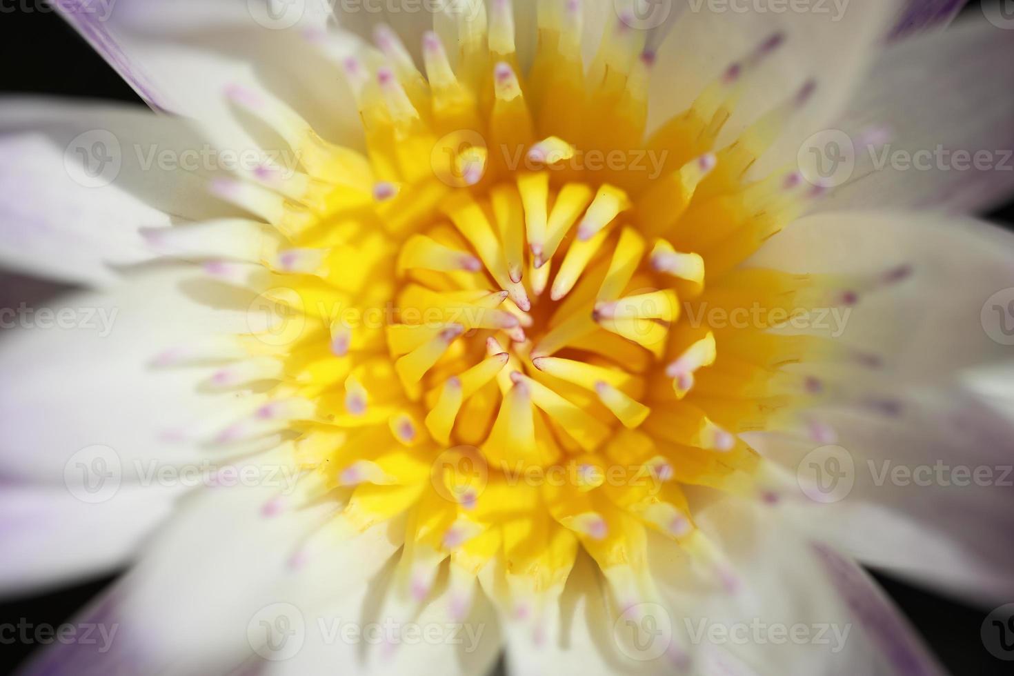 photo macro de lotus
