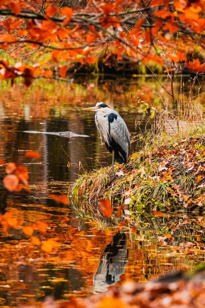 gros plan d'oiseau sauvage photo