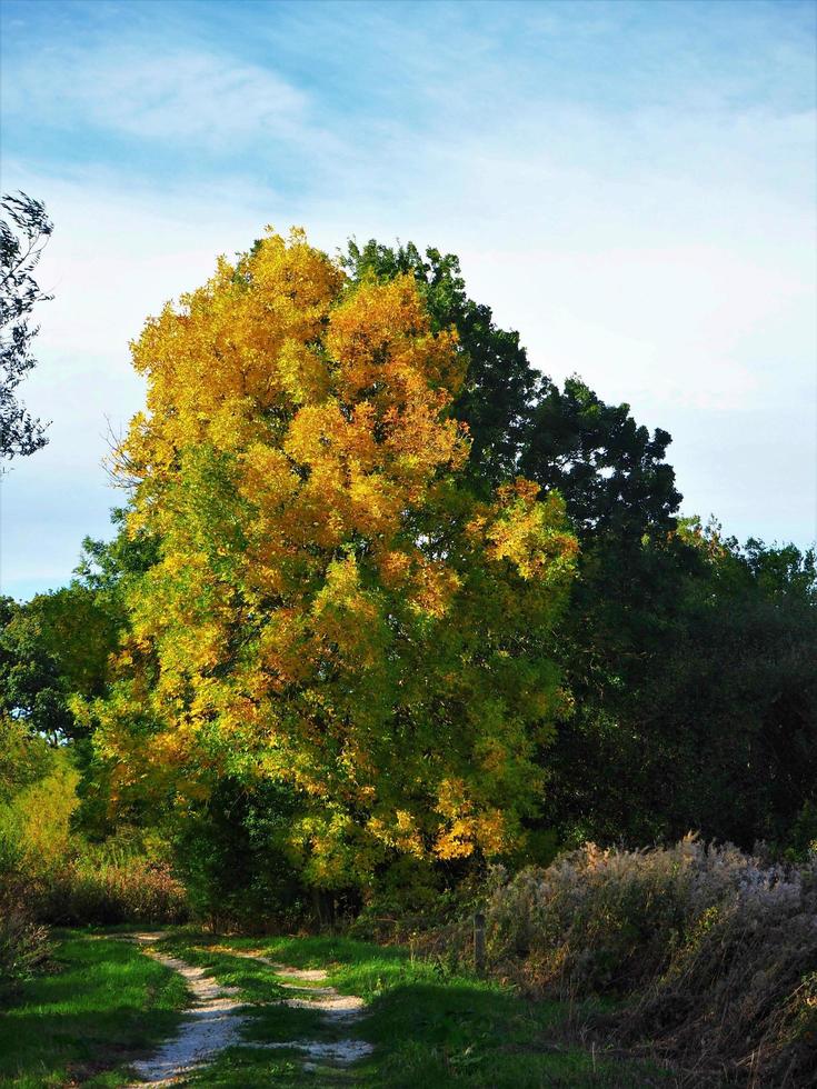 hêtre avec un beau feuillage d'automne à côté d'un chemin de campagne photo