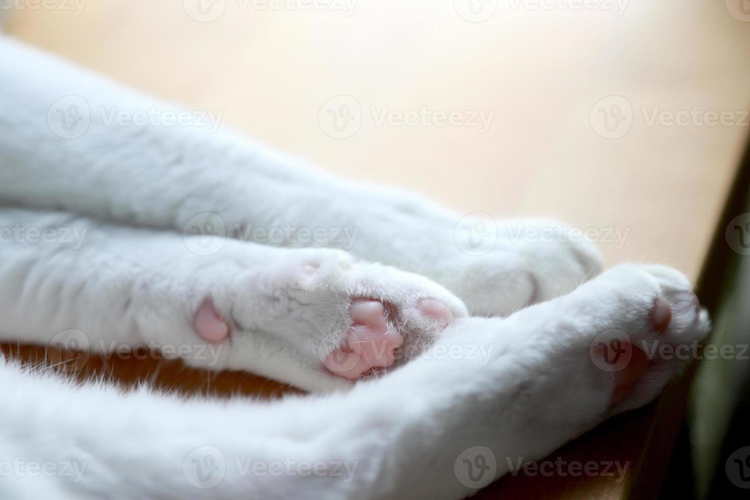 chat se détendre sur le bureau photo