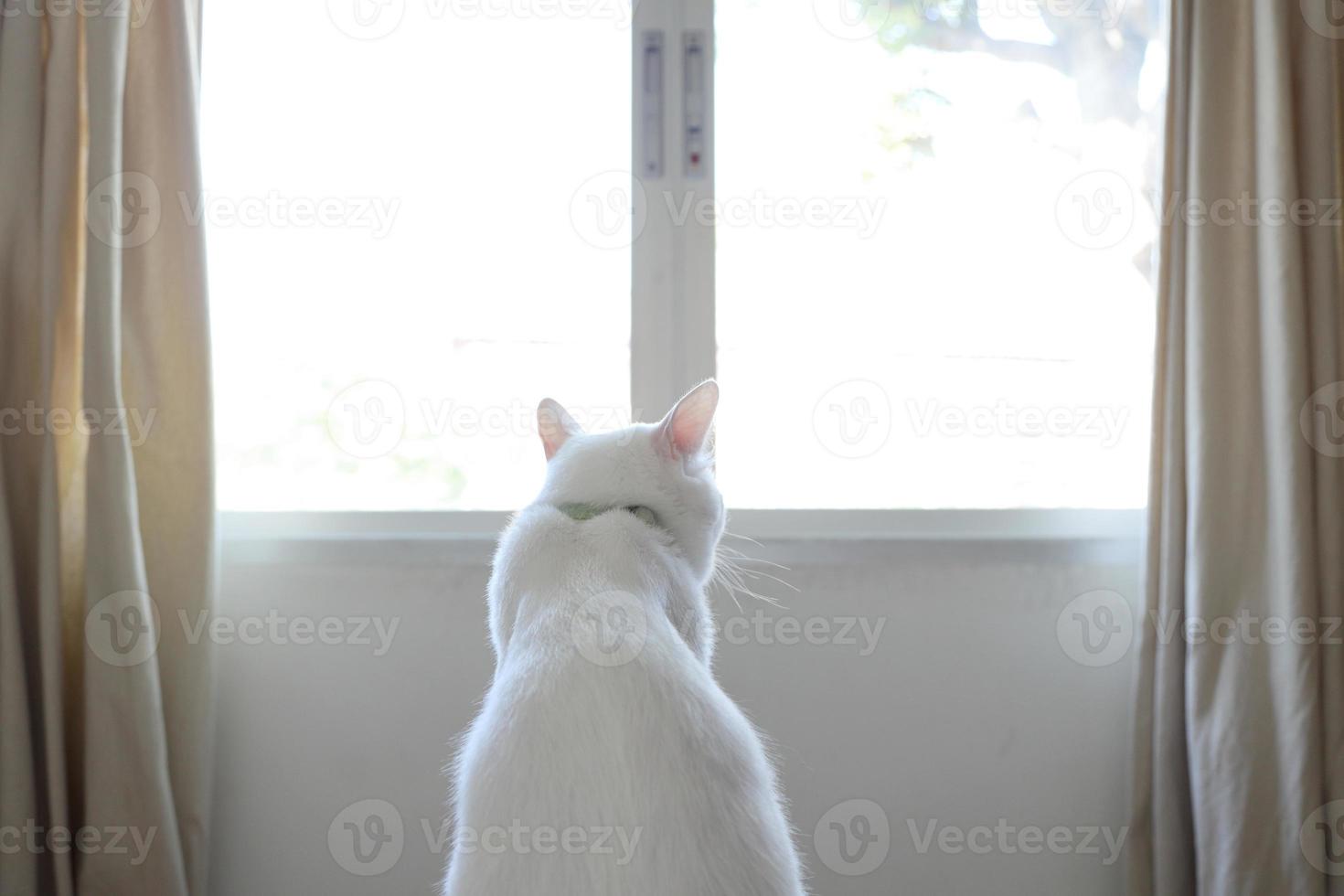 chat blanc détendu photo