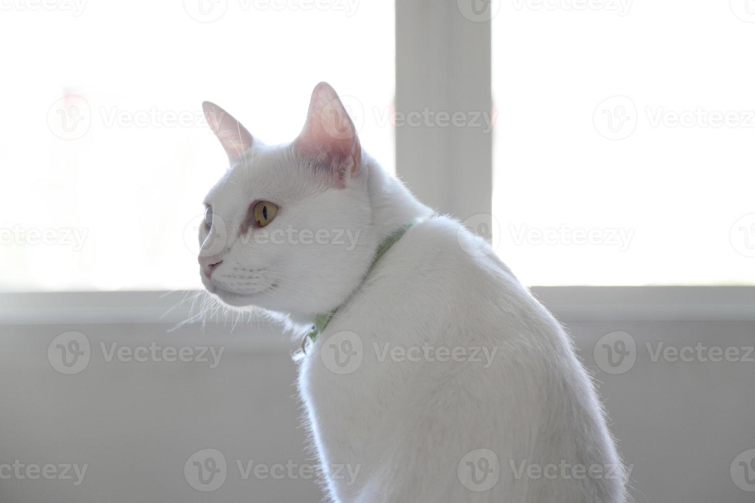 chat blanc détendu photo