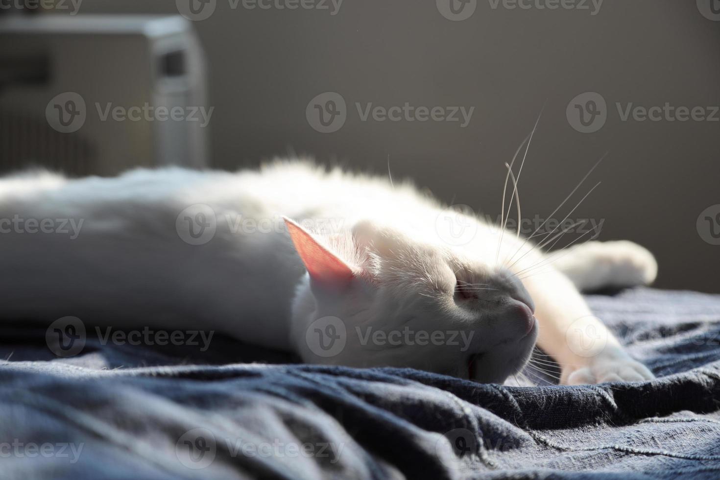 se détendre chat blanc photo