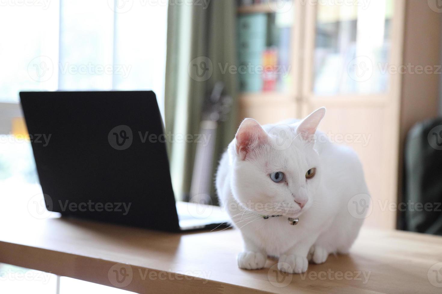 chat dans la maison photo