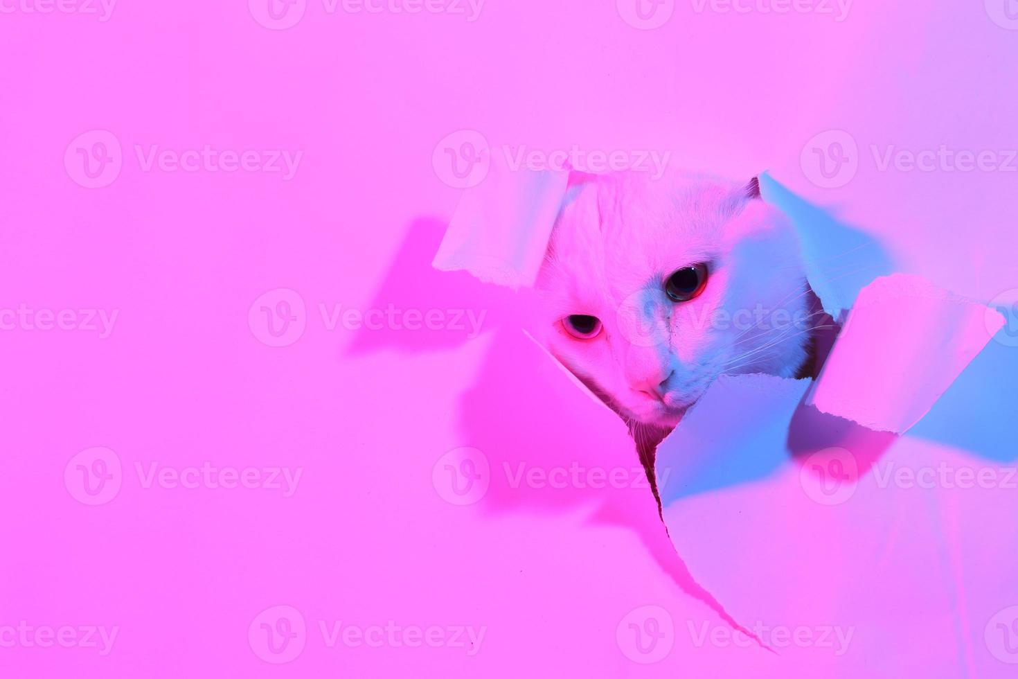 chat mignon en éclairage gel photo