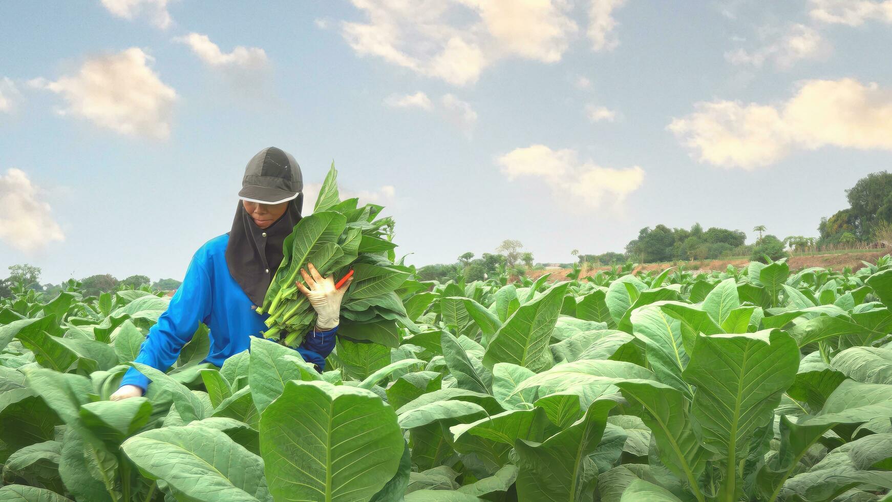 agriculteur femelle sont sélection valider, sélectionner le qualité de feuilles le tabac. agriculteur femelle le tabac agriculture. photo