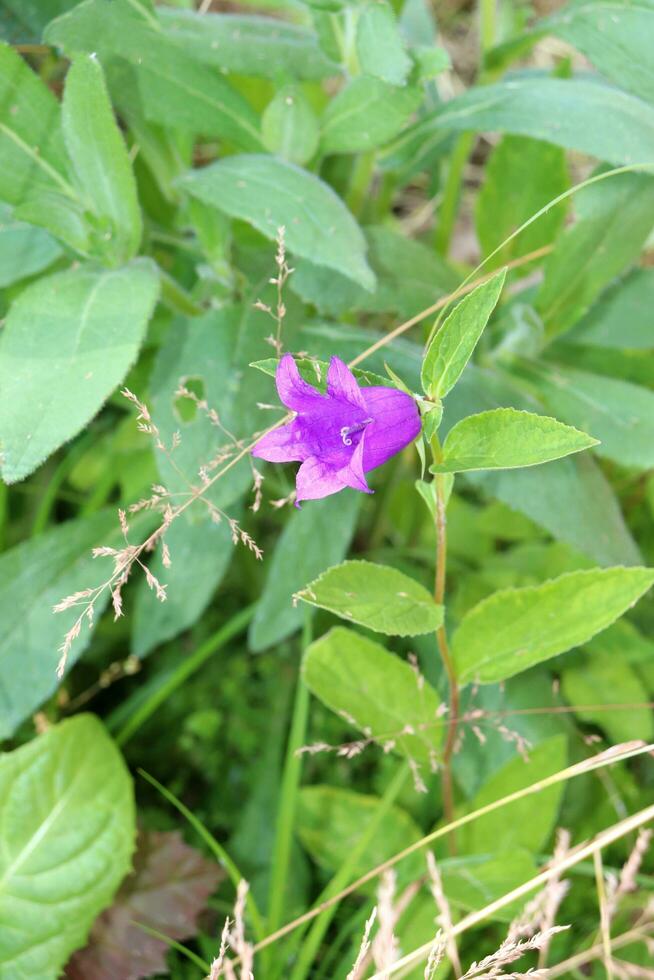 fermer verticale photo - bleu campanule jacinthe des bois fleur sur le Contexte de herbe dans le jardin