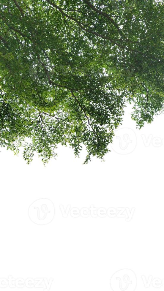 arbre isolé sur fond blanc. photo