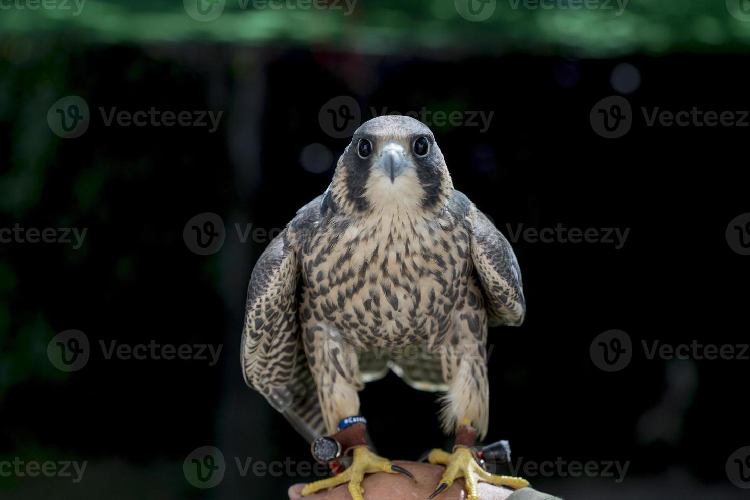 utilisation de la fauconnerie pour effrayer les oiseaux, à l'aérodrome de cuatro vientos à madrid photo