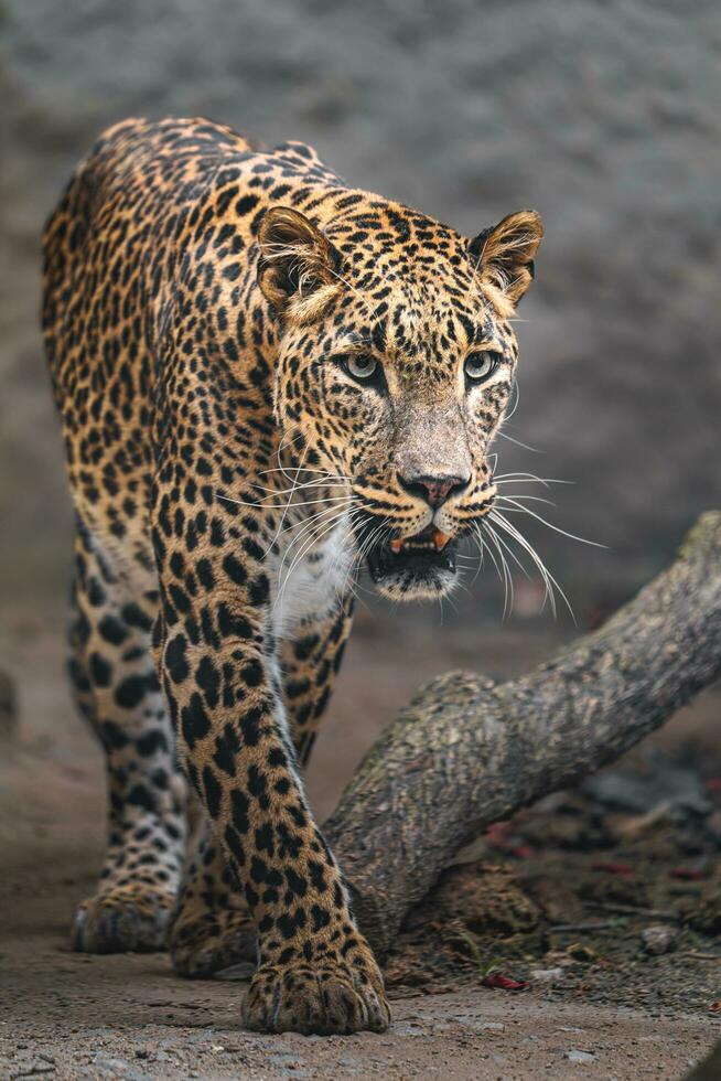 portrait de sri lankais léopard dans zoo photo