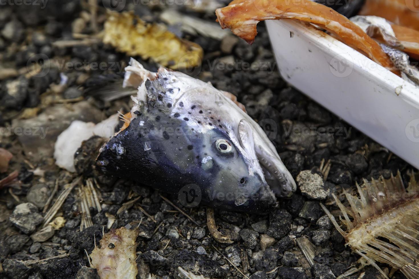 têtes de poisson cru photo