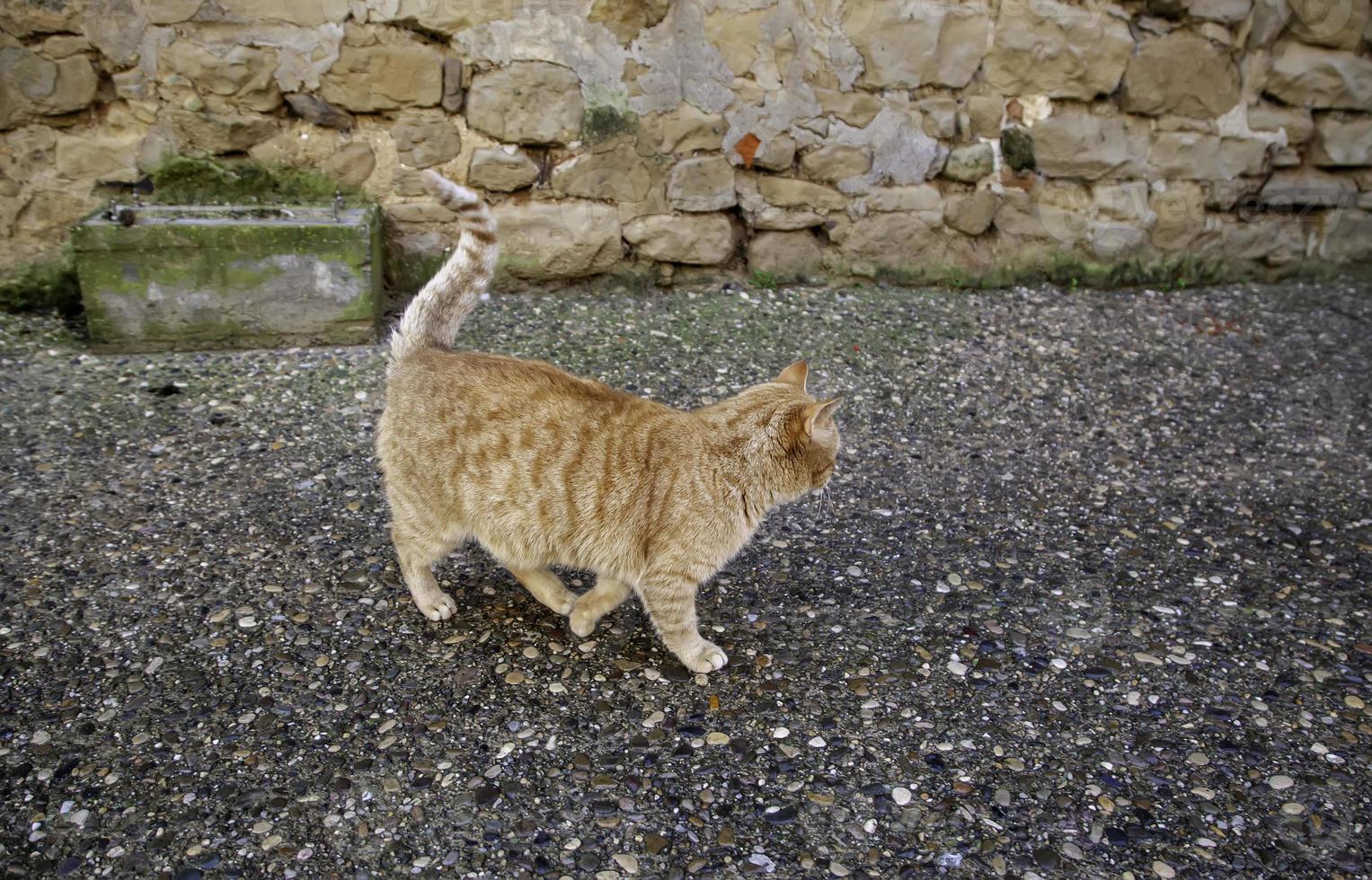 chats des rues abandonnés photo