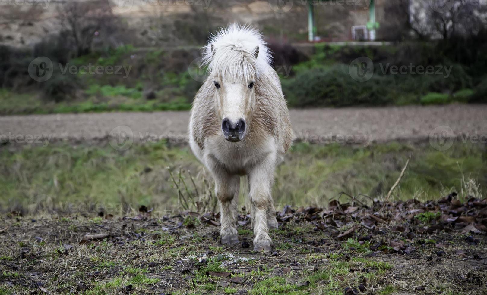 champ de poney sauvage photo