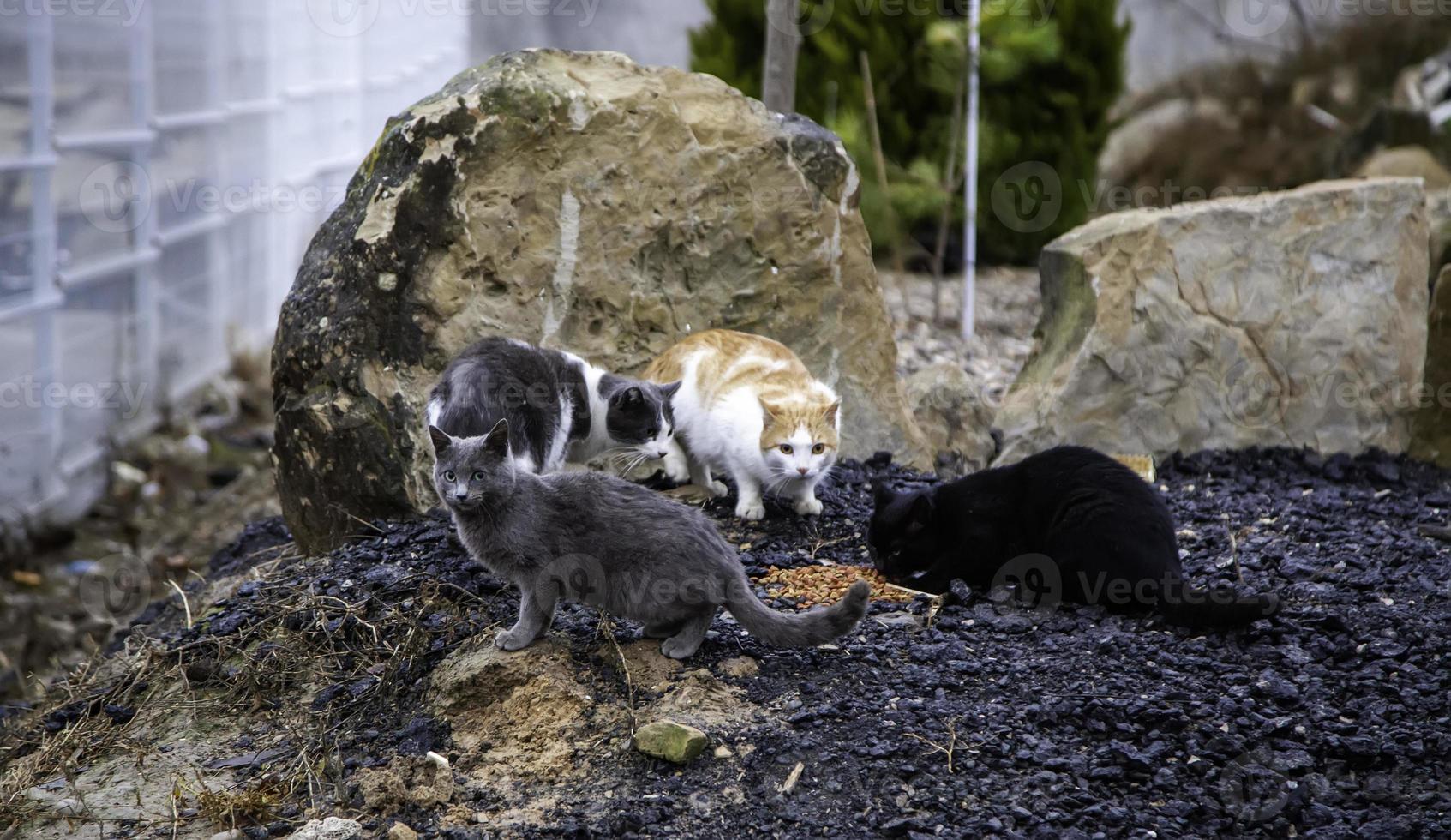 chats des rues abandonnés photo