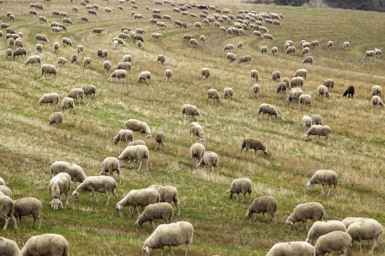 moutons dans le champ photo