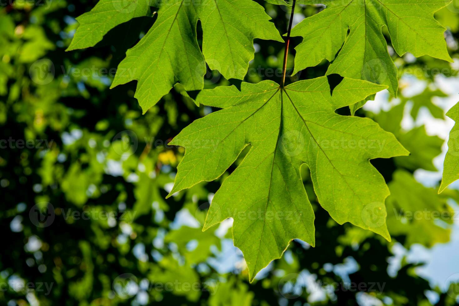 grande feuille érable arbre feuilles retour allumé par Soleil photo