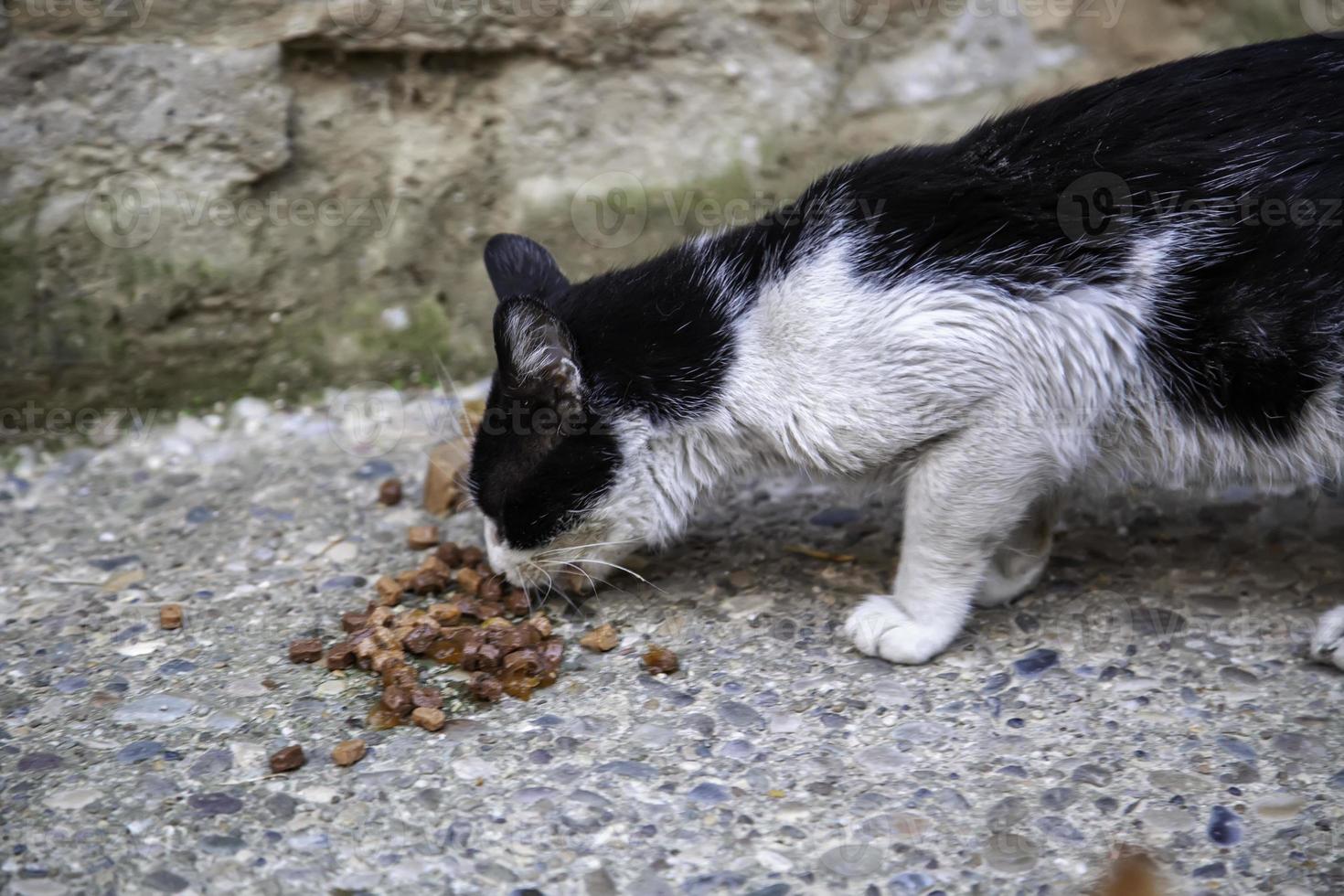 chats errants mangeant dans la rue photo