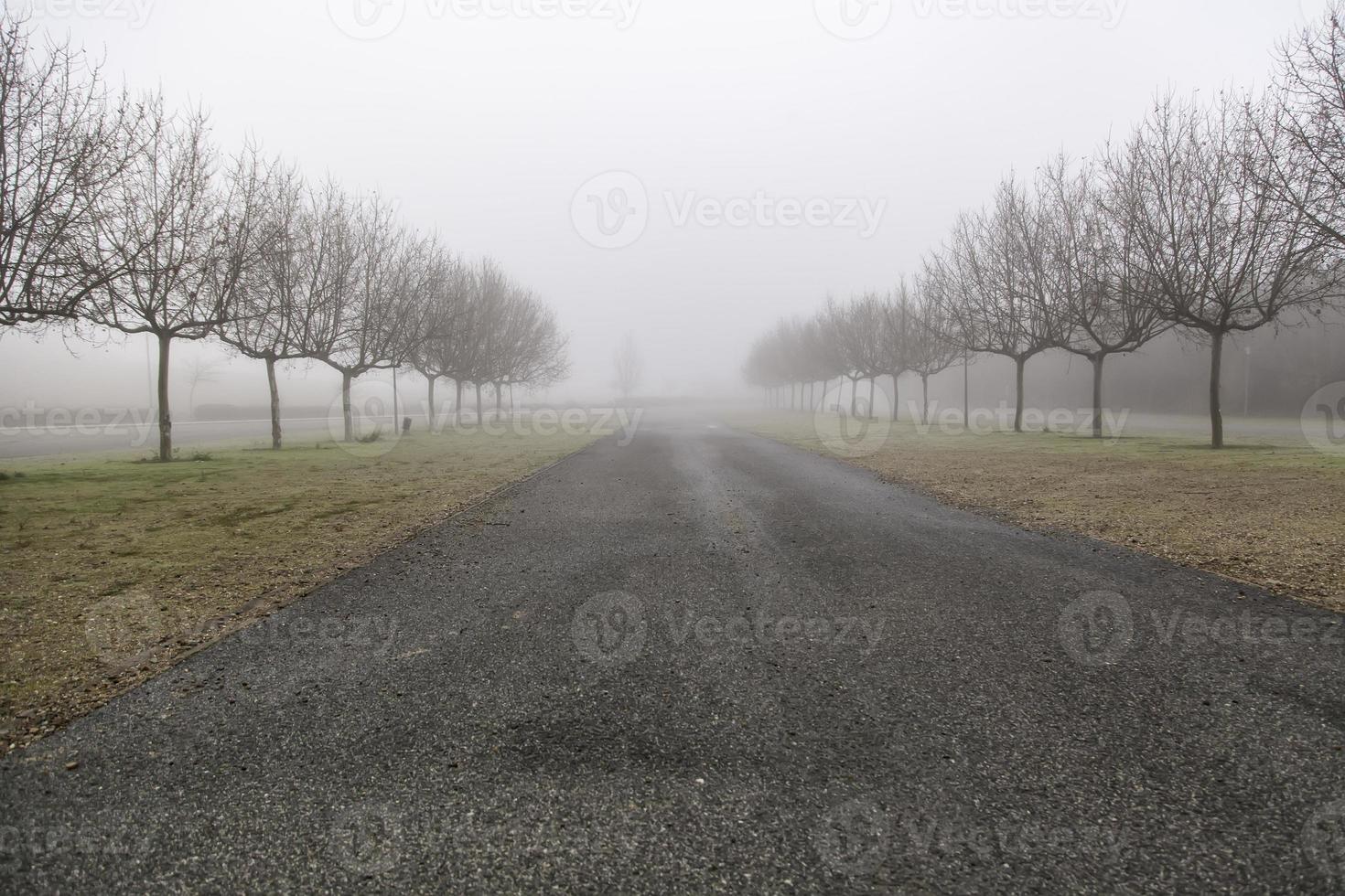 forêt avec brouillard photo