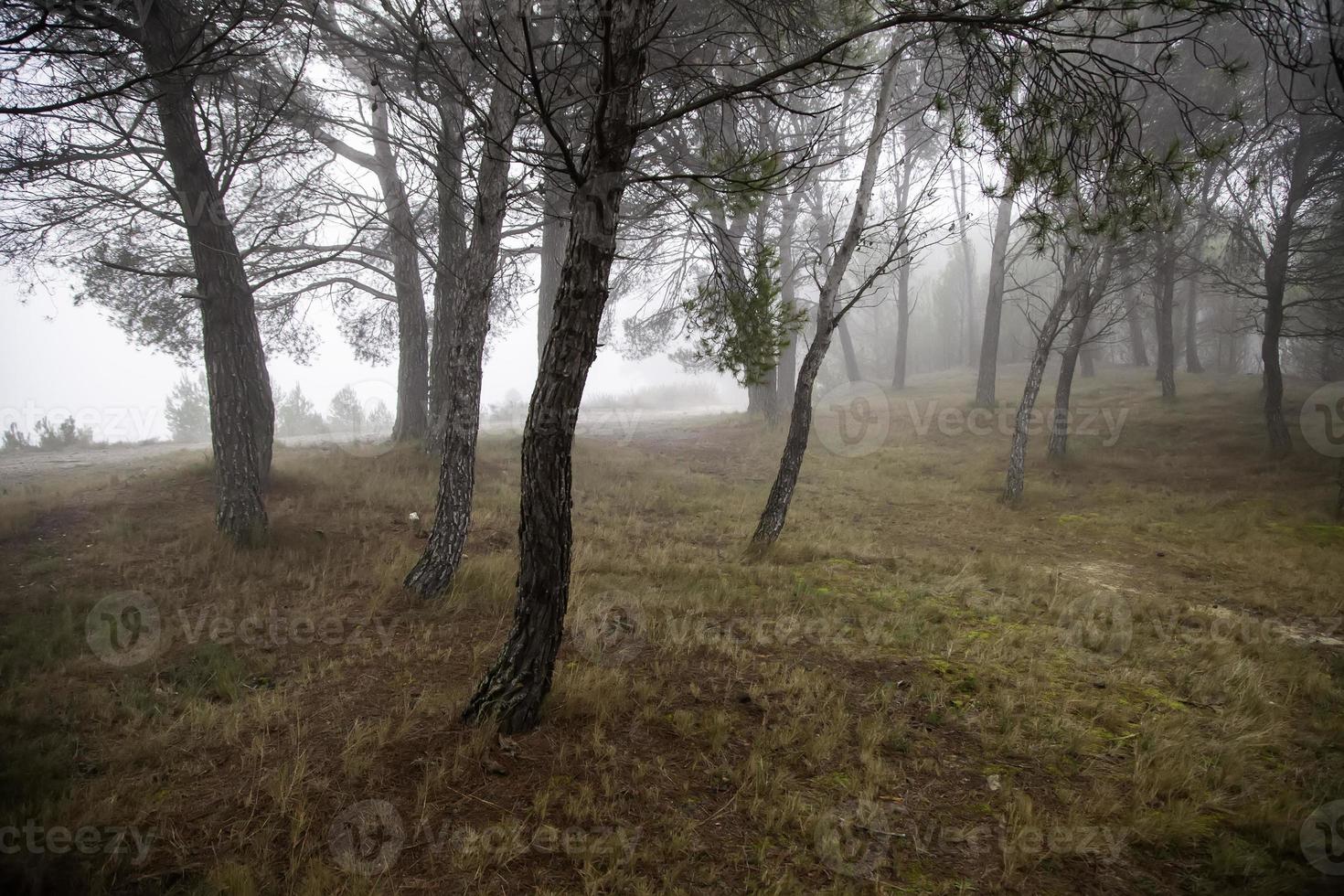 forêt avec brouillard photo